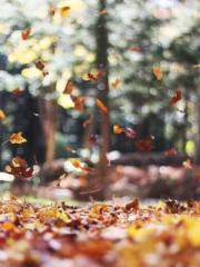 Eternal Sword Ancest