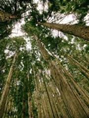 lt;Honor calls for N