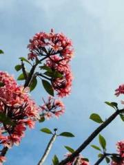 Cold-hearted Inkapos