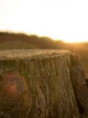 lt;Liang Yimo Cold N