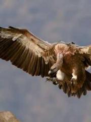 The Ugly Womanapos;s