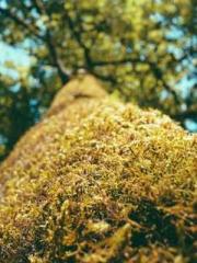 Professor Yan is goi